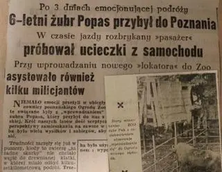 O żubrze pisał w 1957 r. "Express Poznański"