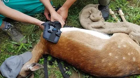 Łania przeżyła wypadek, nauczyła się chodzić na trzech nogach. Dzięki leśnikom dostała protezę