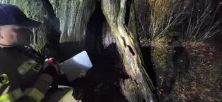 Na razie nie wiadomo jaki wpływ miał pożar na drzewo