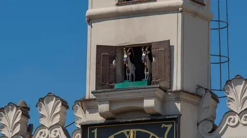 Koziołki w maseczkach