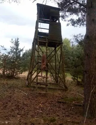 Ryś schodzący z ambony