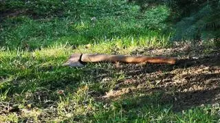 Sprawca zaatakował siekierą 