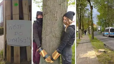 Aktywiści przypięli się do drzew
