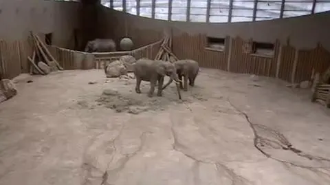 Nowe Zoo w Poznaniu