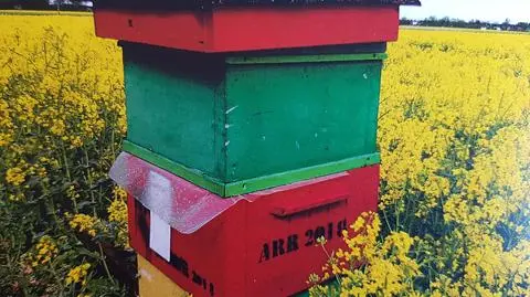 Zniknęło 13 uli wraz z pszczołami. Policja szuka złodziei