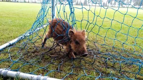 Jeden z uwięzionych warchlaków