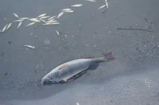 "Wyłowiono łącznie 25 kilogramów ryb"