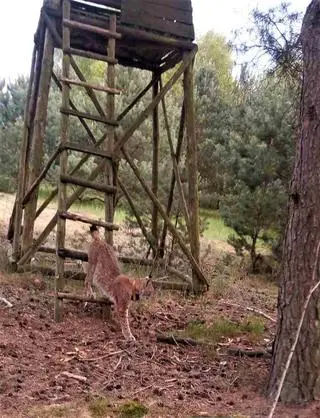 Ryś już na ziemi