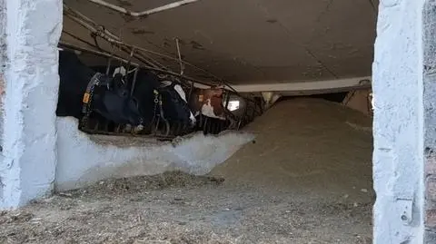 W zdarzeniu ucierpiały dwie krowy