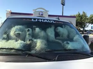 Koty w samochodzie na parkingu 