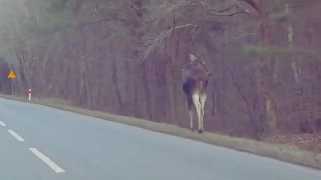 Łoś spacerował poboczem drogi 