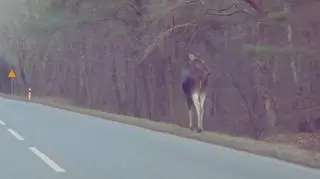 Łoś spacerował poboczem drogi