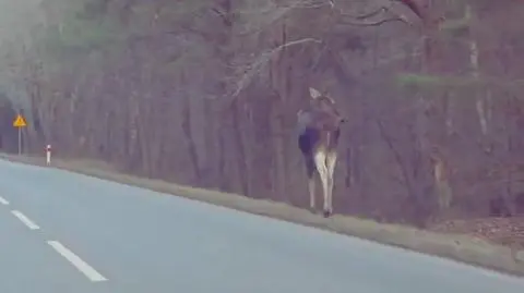 Łoś spacerował poboczem drogi 