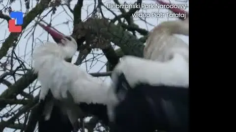 Walka o gniazdo i partnerkę