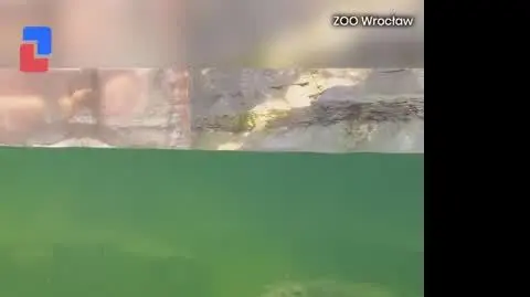 Podwodny balet hipopotama