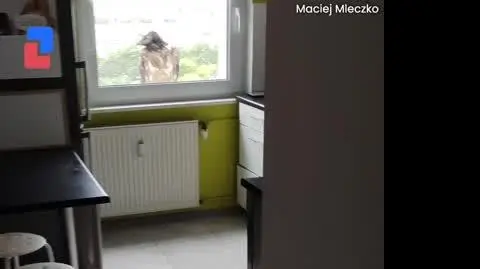 Nietypowy gość na parapecie