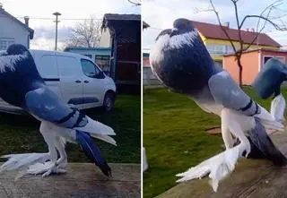 "Nowy pokemon", "umięśniony gołąb". Internauci zastanawiali się, jak go opisać