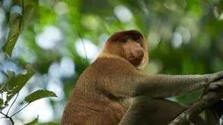 Nosacz (Nasalis larvatus) w Parku Narodowym Bako