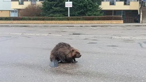 Dla bobra wstrzymano ruch w Giżycku