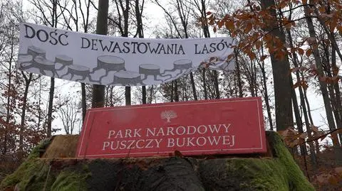 Aktywiści przeciwko masowej wycince w Puszczy Bukowej
