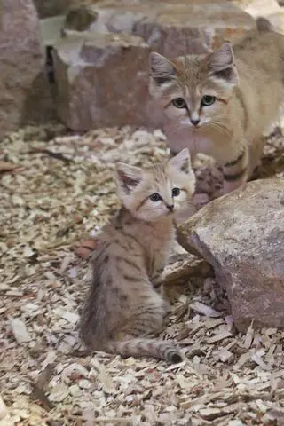 Młode kotów pustynnych bardzo szybko się usamodzielniają