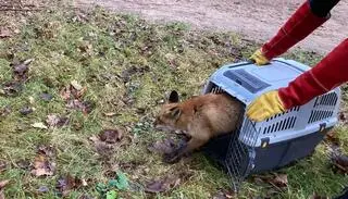 Zwierzę trafiło do Trójmiejskiego Parku Krajobrazowego