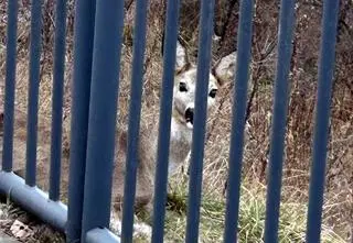 Sarna utknęła w ogrodzeniu