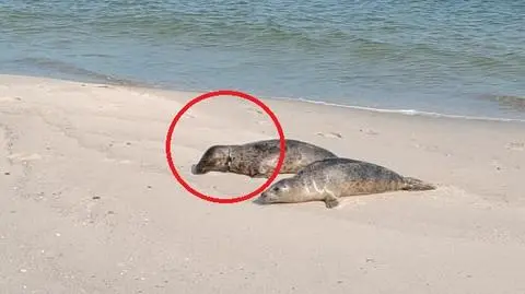 Foka z okularami do pływania