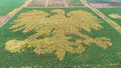 Aktualny obraz orła w Nadleśnictwie Lipusz