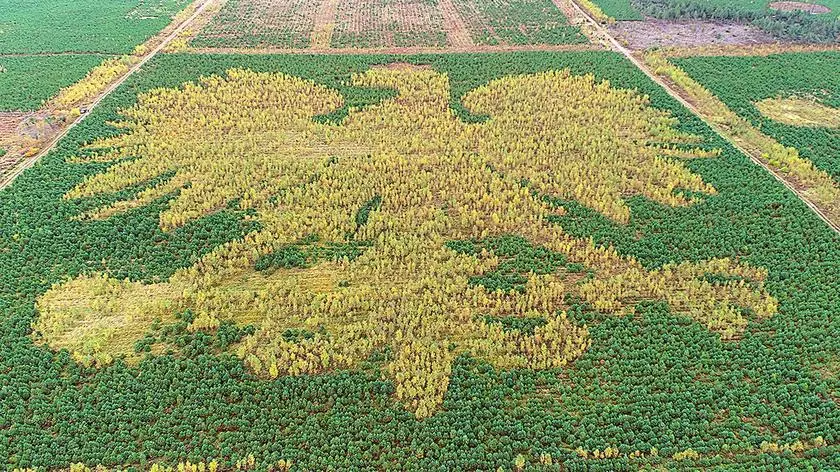 Orzeł z tysięcy drzew. Z roku na rok widać go lepiej