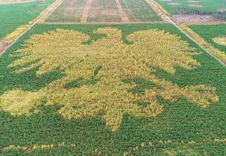 Orzeł z tysięcy drzew. Z roku na rok widać go lepiej