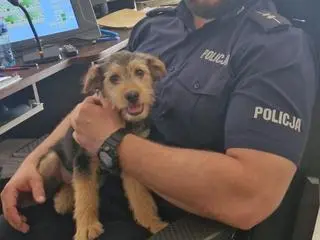 Odebranym psem zaopiekowała się kartuska policja
