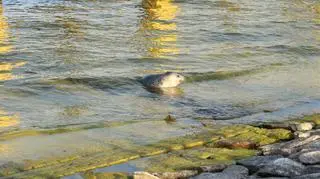 Do fok nie powinniśmy się zbliżać 