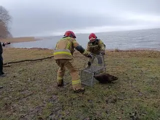 Zwierzak został wywieziony na jedną z plaż