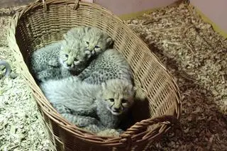 Gdański ogród zoologiczny powitał na świecie pięć młodych gepardów
