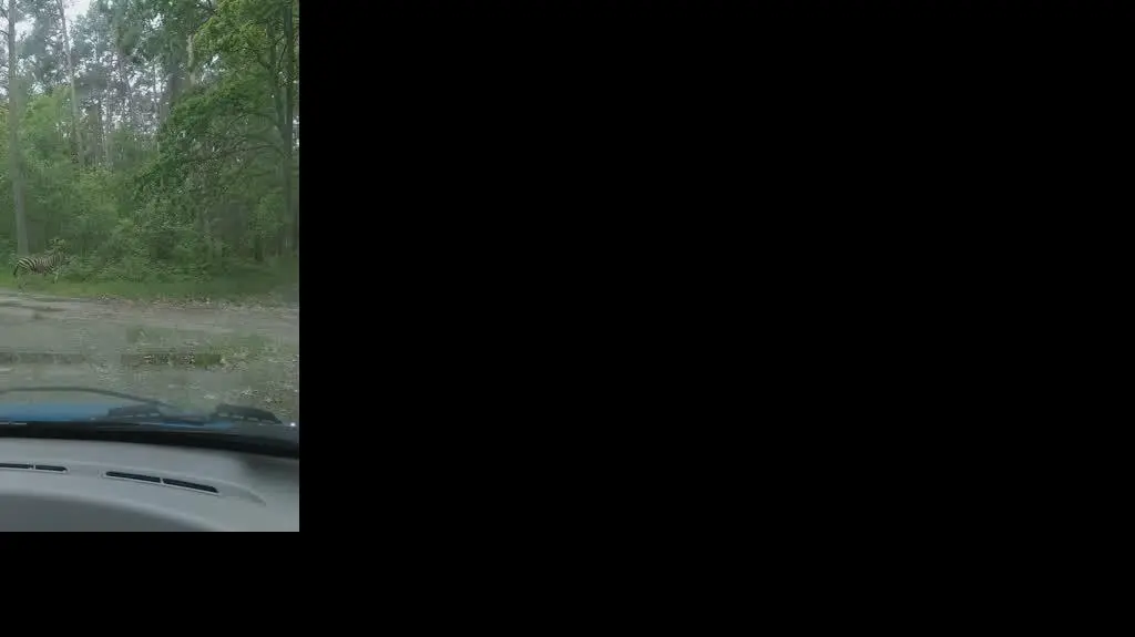 zebra