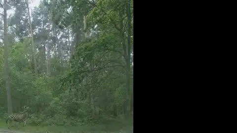 zebra