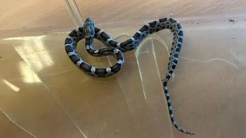 Wąż pełzał po szkolnej bursie