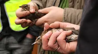 Ptaki wróciły do swojego środowiska naturalnego
