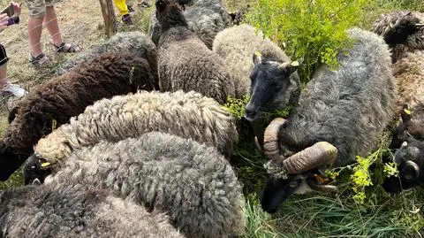 Owce dbają o trawniki nad Motławą. To eksperymentalny wypas