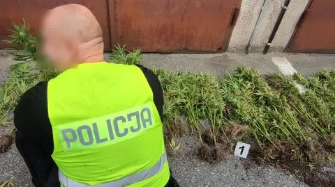 Lecieli z sercem dla pacjenta do przeszczepu, wykryli plantację konopi