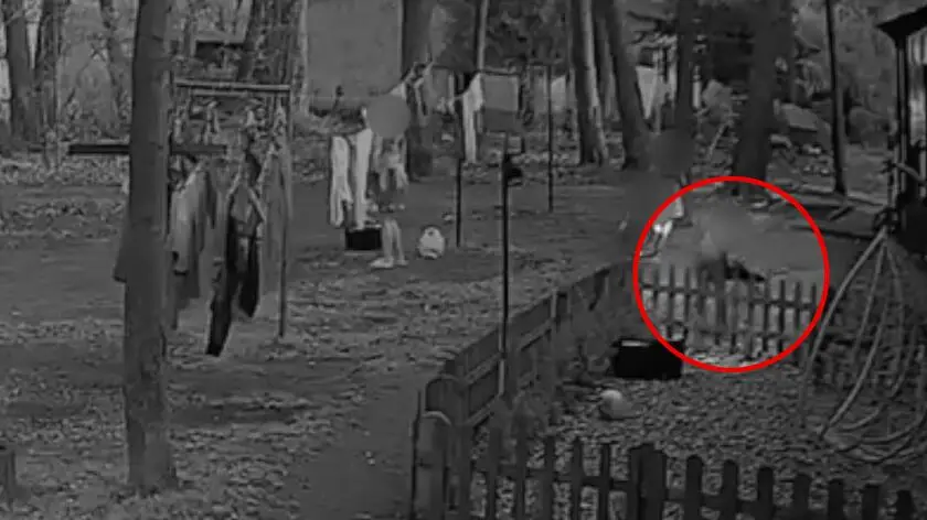 Dzieci znęcały się nad psem. Incydent zarejestrowała kamera monitoringu