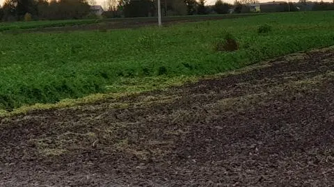 Nocny skok na pietruszkę