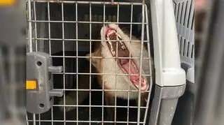 Strażnicy umieścili lisa w transporterze
