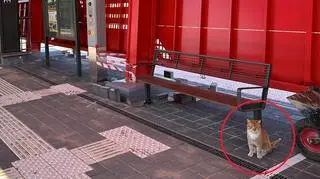 Rudy kocur zwrócił uwagę pracowników PKMki. Ma regularnie odprowadzać swoich właścicieli na pociąg