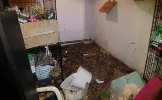 W siedzibie koszalińskiej Fundacji Miau Kocie Wąsy i Spółka ujawniono 116 kotów, w tym kilka martwych. Zwierzęta były chore, przebywały we własnych odchodach, pośród stert śmieci. "To, co tam zastaliśmy ciężko opisać słowami" - mówi Grzegorz Bielawski ze Stowarzyszenia Pogotowie dla Zwierząt, uczestniczący w interwencji.