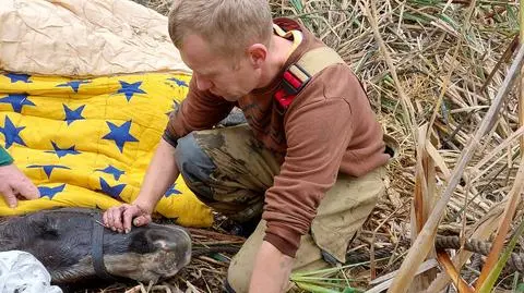 Koń wpadł do bagna, zapadł się po szyję. Wyciągali go przez trzy godziny