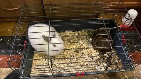 Zagłodził kota, królik ledwo uszedł z życiem. Gdynianinowi grozi do 2 lat więzienia