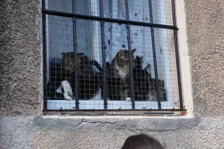 W siedzibie koszalińskiej Fundacji Miau Kocie Wąsy i Spółka ujawniono 116 kotów, w tym kilka martwych. Zwierzęta były chore, przebywały we własnych odchodach, pośród stert śmieci. "To, co tam zastaliśmy ciężko opisać słowami" - mówi Grzegorz Bielawski ze Stowarzyszenia Pogotowie dla Zwierząt, uczestniczący w interwencji.