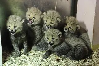 Gdański ogród zoologiczny powitał na świecie pięć młodych gepardów